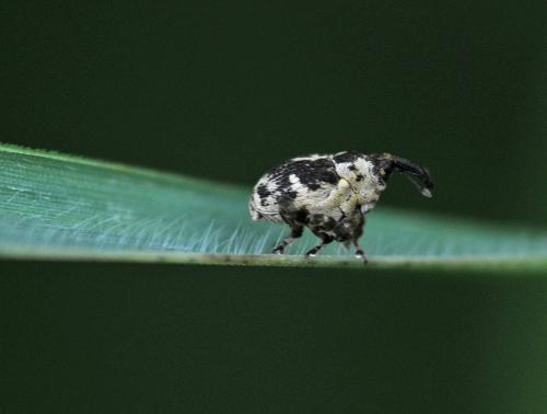 Hadroplontus litura